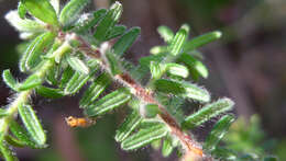 Image of Hibbertia vestita A. Cunn. ex Benth.