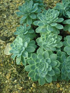 Image of Echeveria elegans Rose