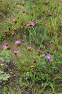 Image of carthusian pink