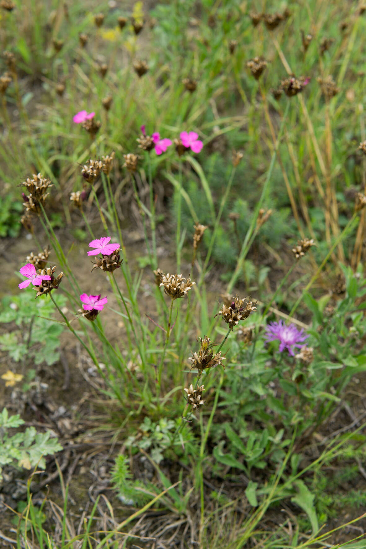 Image of carthusian pink