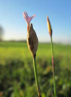 Image of Proliferous Pink