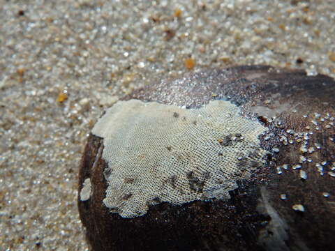 Image of Hairy bryozoan