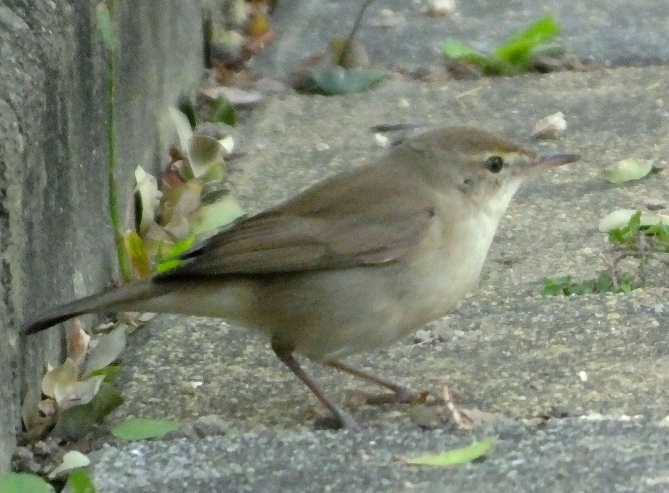 Image de Pouillot brun