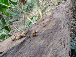 Image of Brown Palm Civet