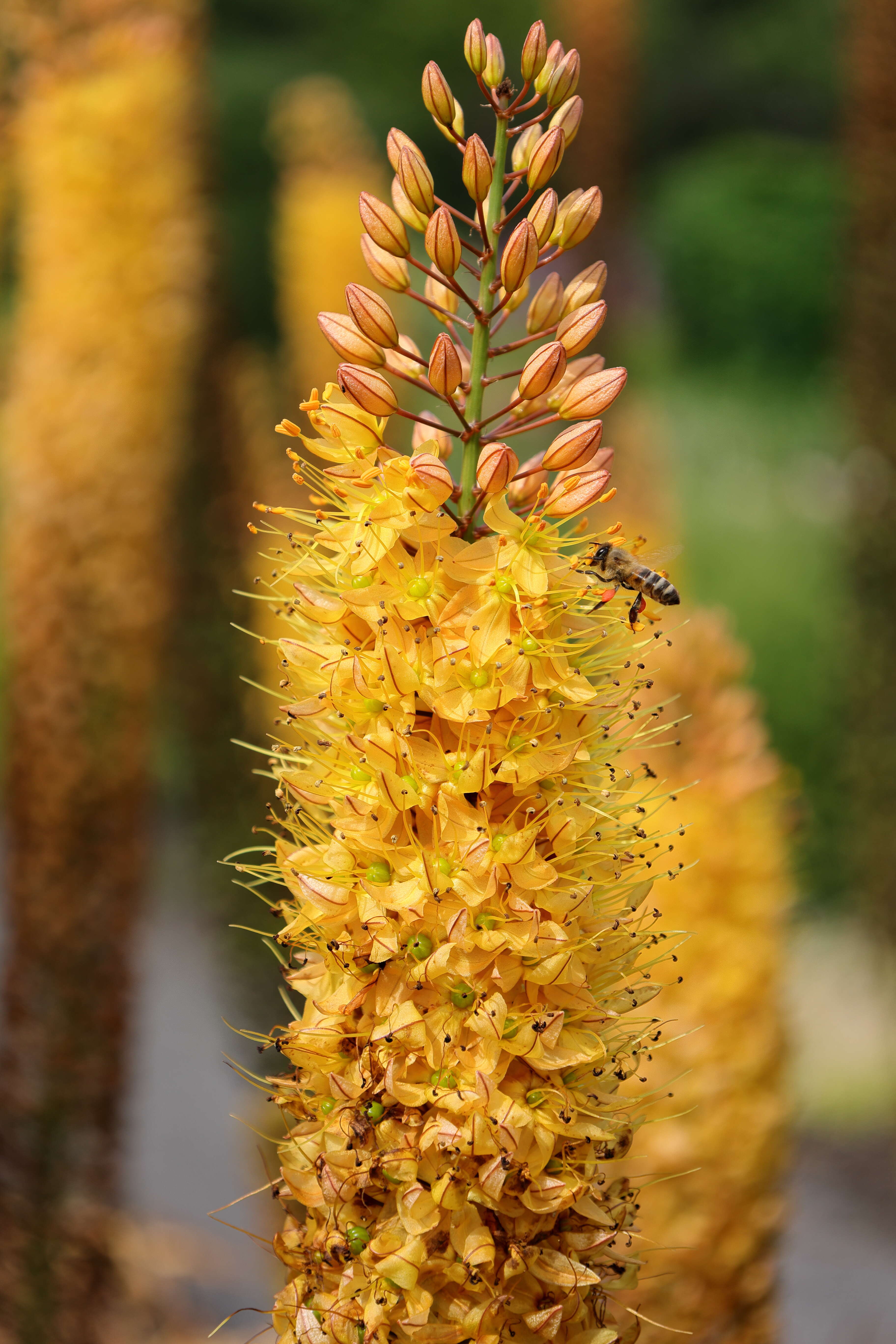 Plancia ëd Eremurus stenophyllus (Boiss. & Buhse) Baker