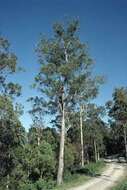 Image of Large-fruited Grey Gum