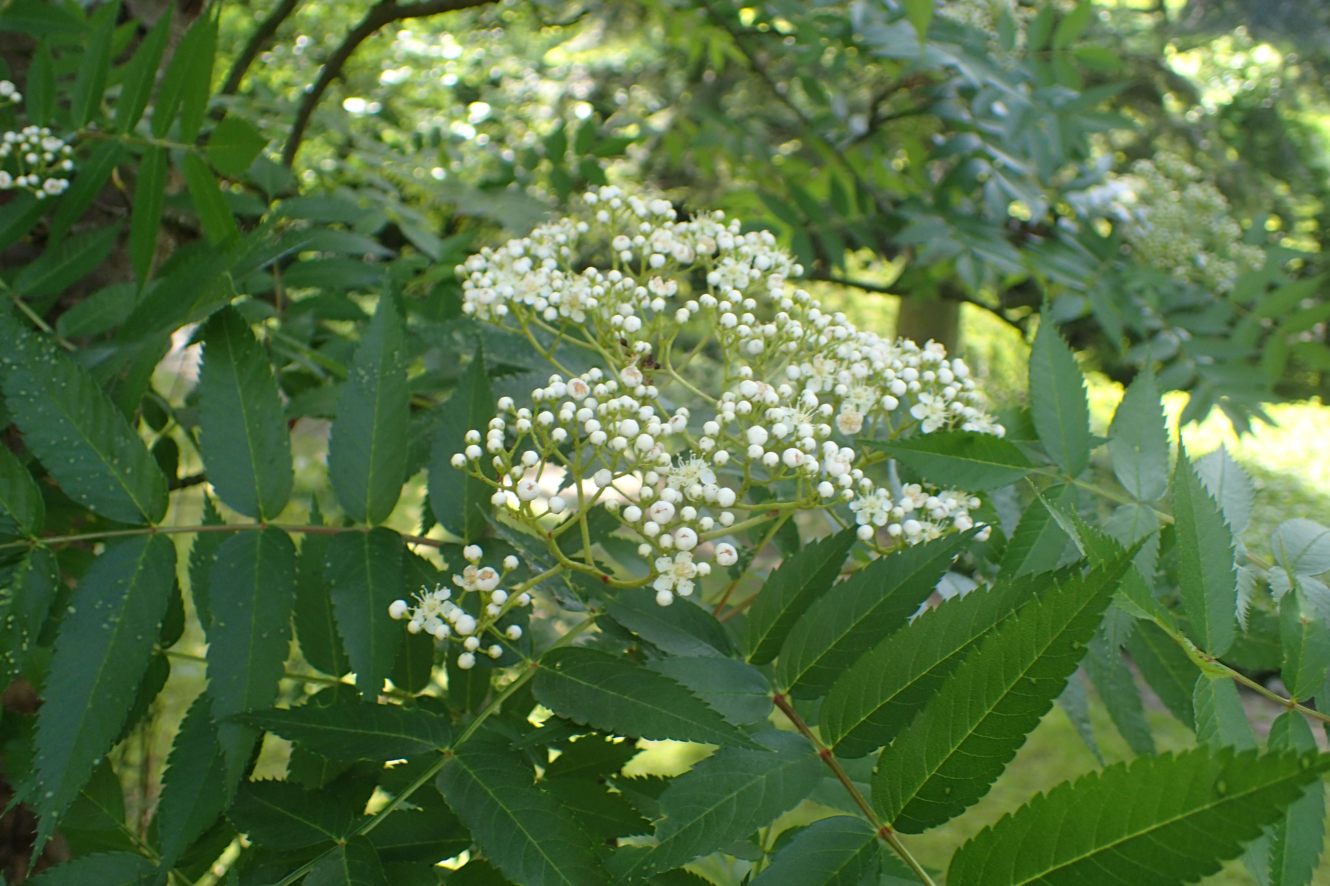 Image of Japanese Rowan