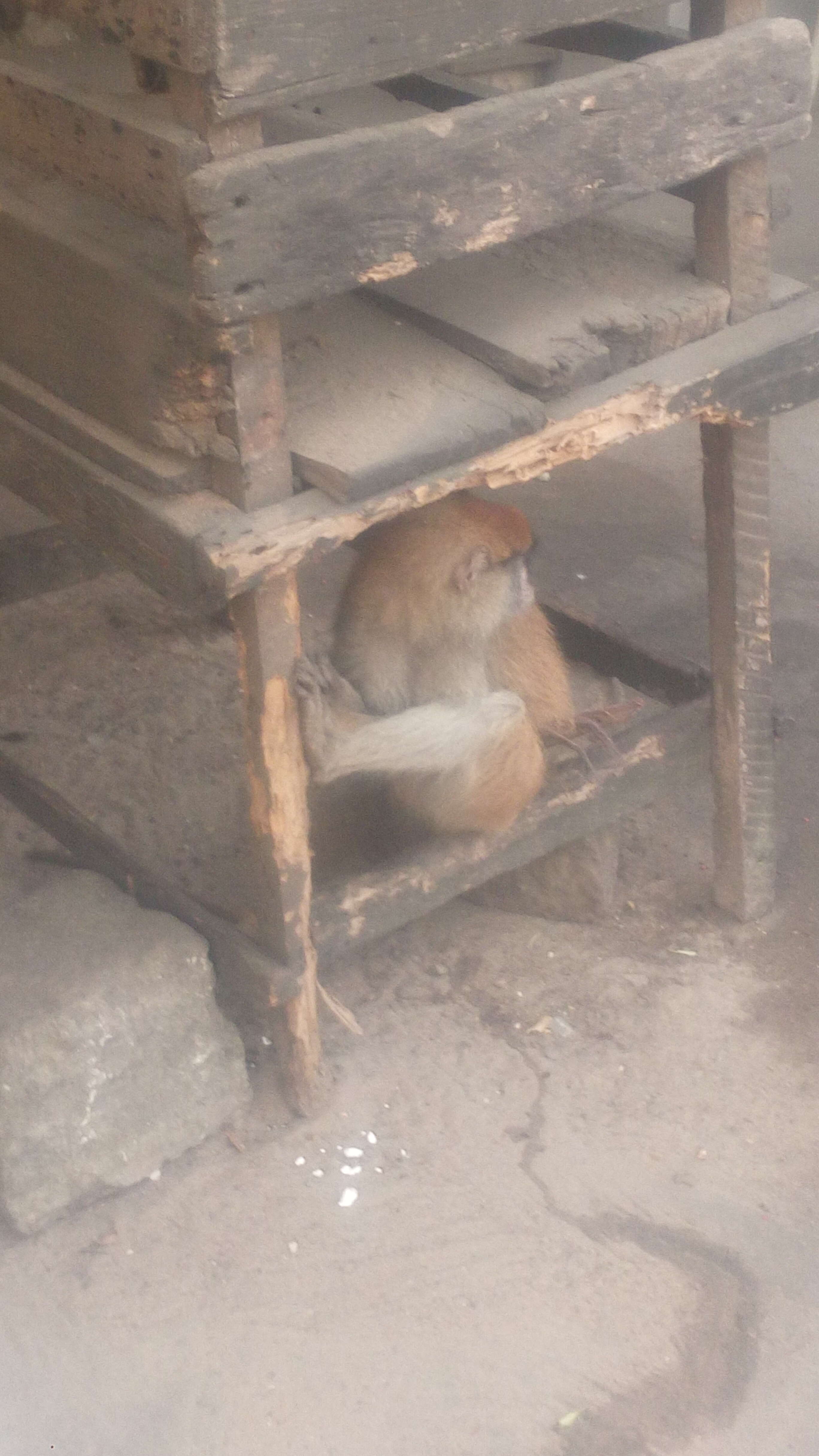 Image of Patas Monkey