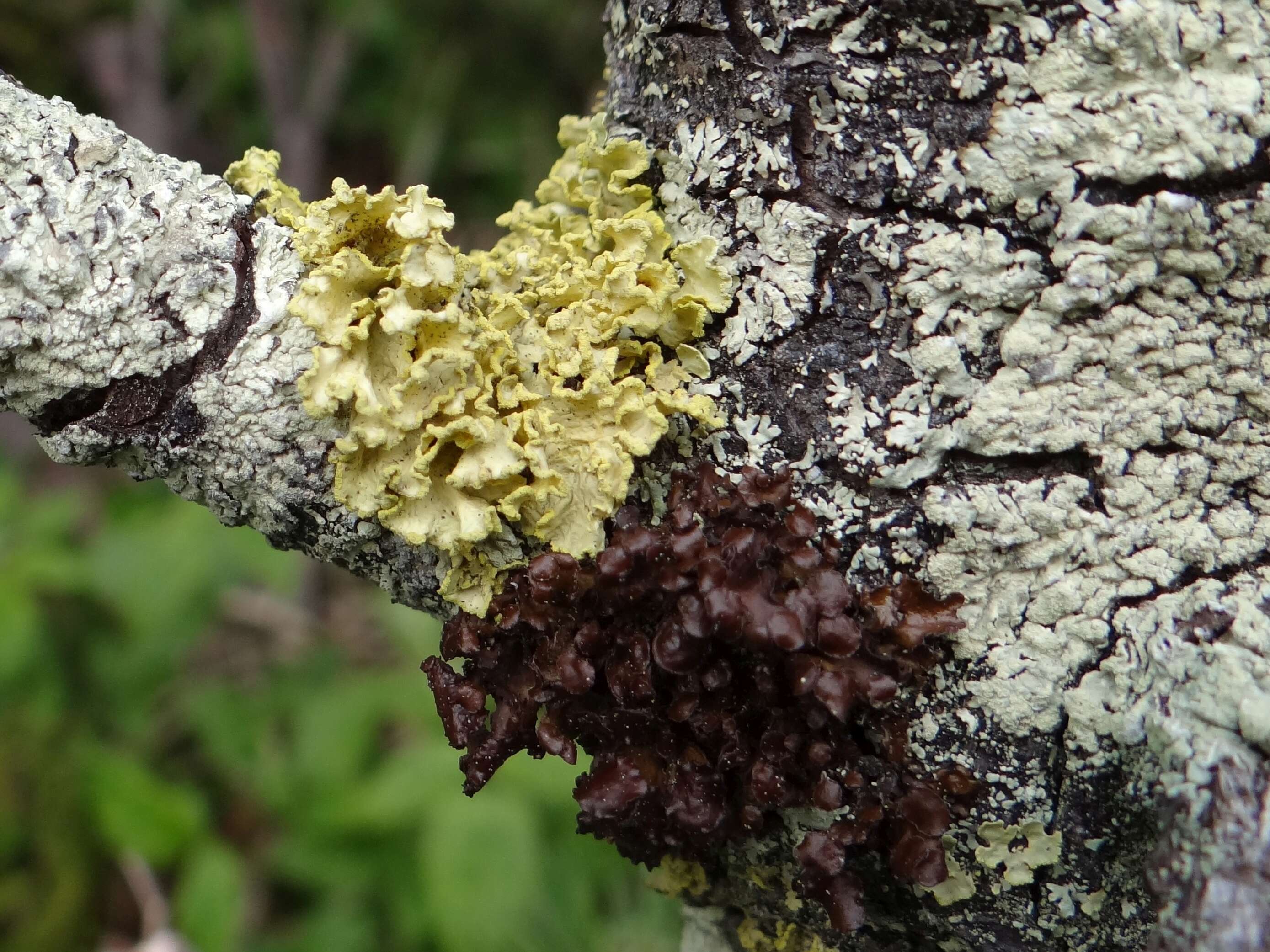 Image de Vulpicida pinastri (Scop.) J.-E. Mattsson & M. J. Lai