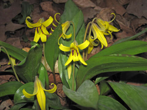 Imagem de Erythronium americanum Ker Gawl.