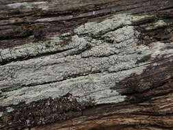 Image of peppermint drop lichen