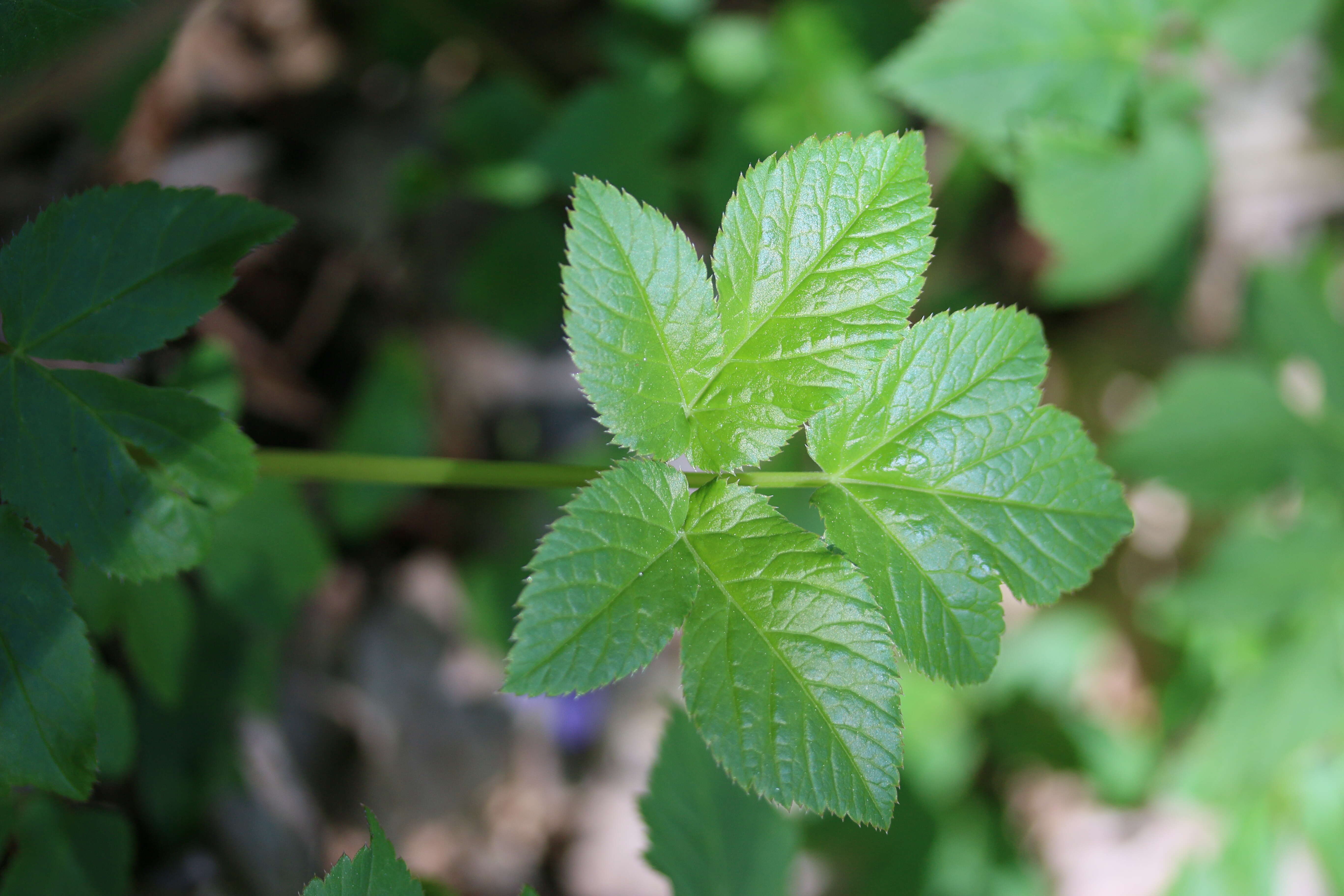 Image of bishop's goutweed