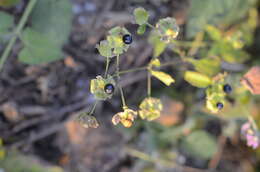 Слика од Silene baccifera (L.) Roth