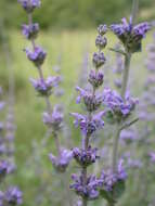 Nepeta curviflora Boiss. resmi