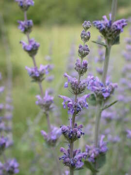 Nepeta curviflora Boiss. resmi