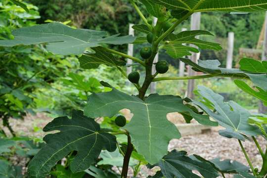 Plancia ëd Ficus carica L.