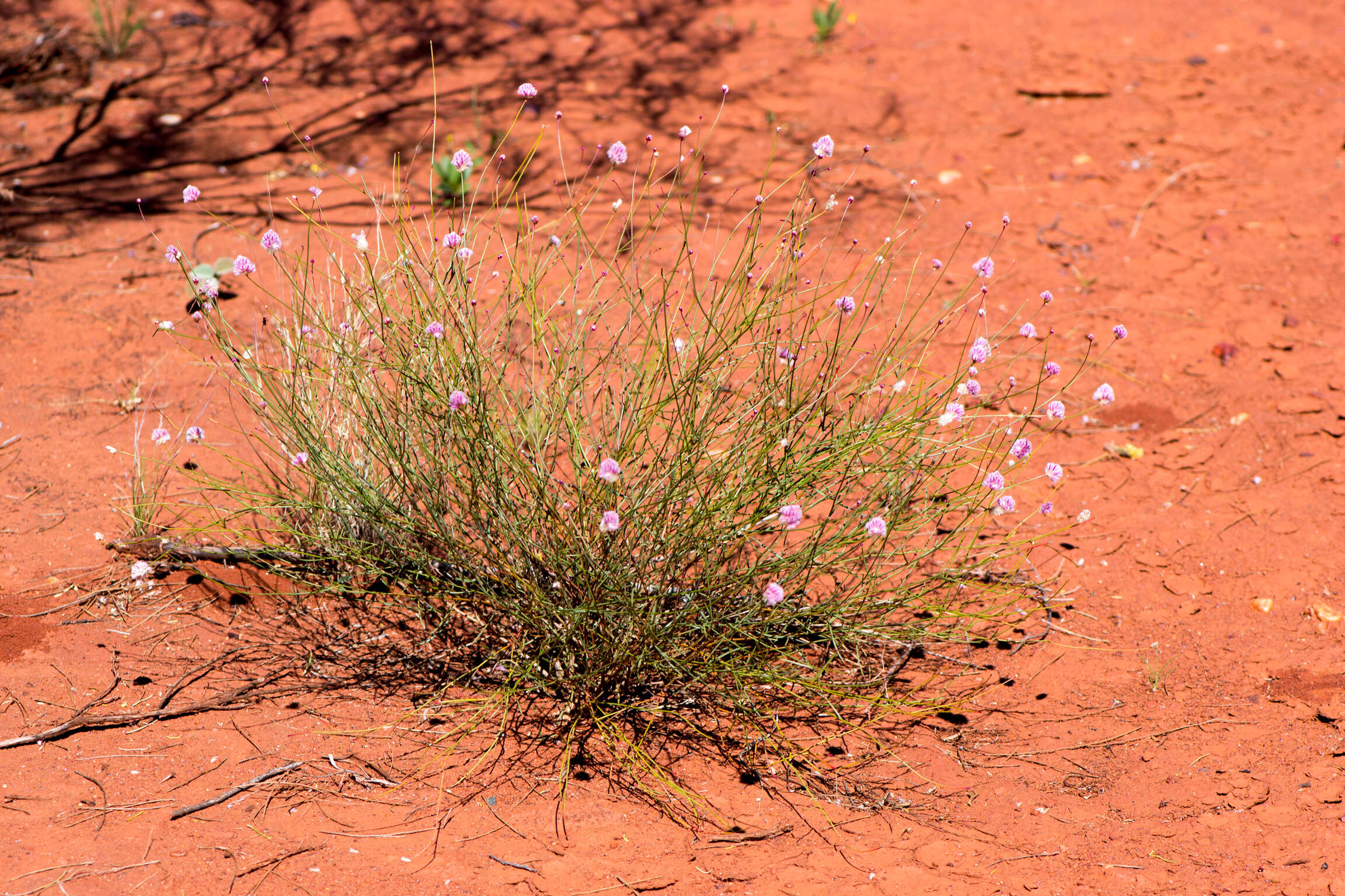 Ptilotus schwartzii Tate的圖片