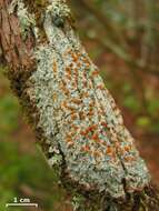 Image of brigantiaea lichen