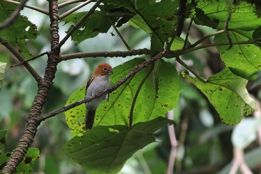 Imagem de Paradoxornis bakeri