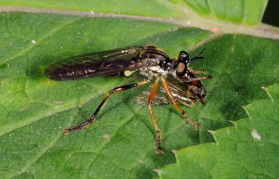 Image of Dioctria hyalipennis (Fabricius 1794)