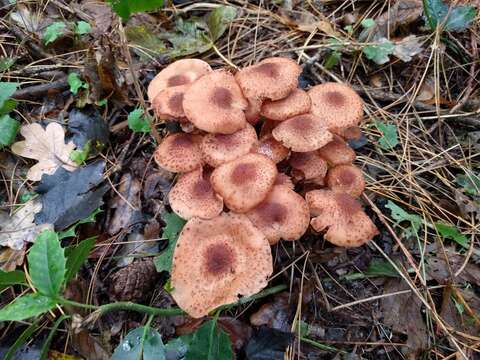 Image of Armillaria ostoyae (Romagn.) Herink 1973