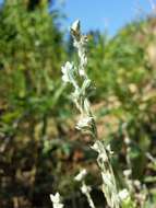 Image of field cudweed