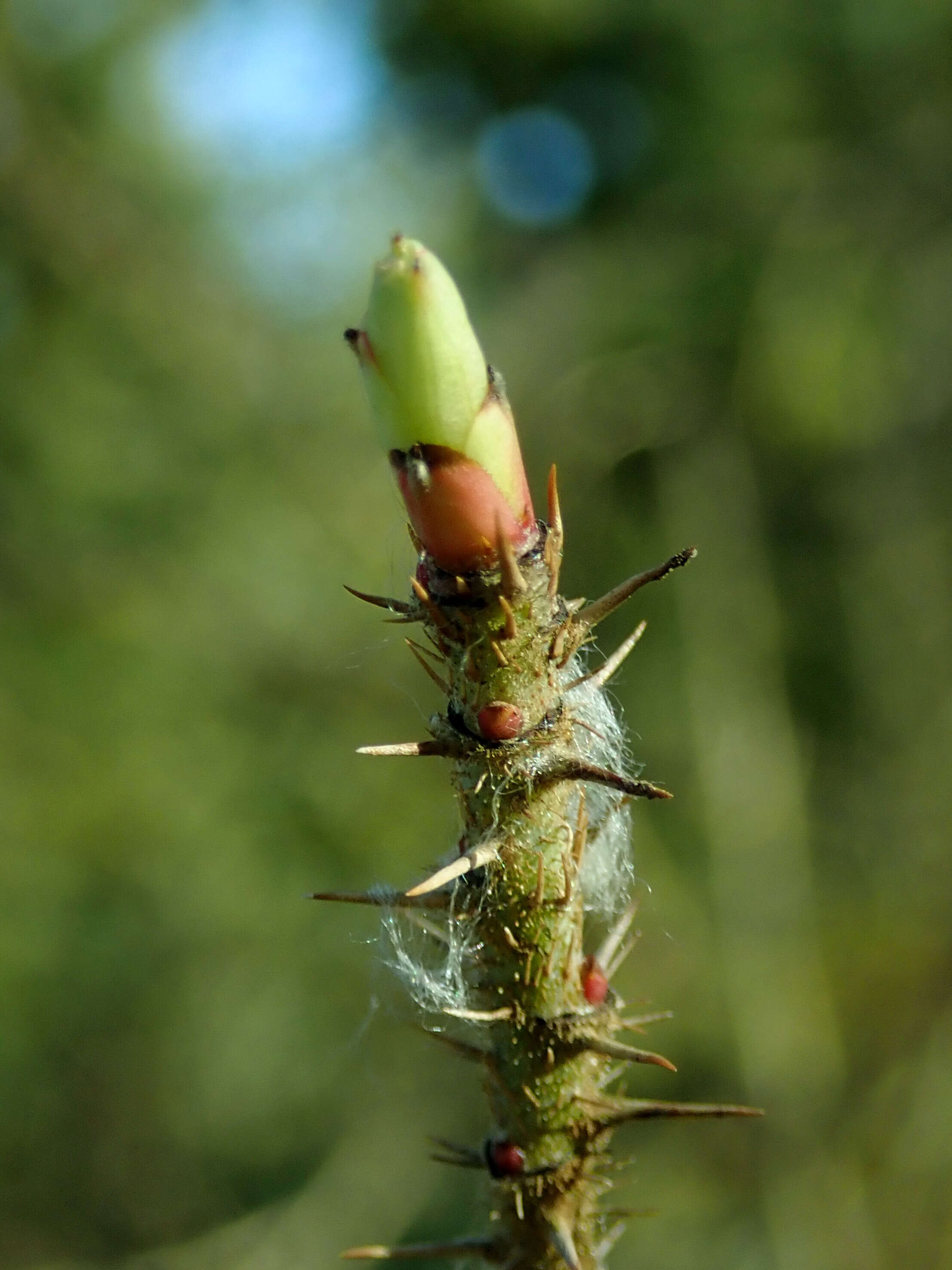 Image of Rosa prattii Hemsl.