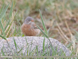 Image of Grey-necked Bunting