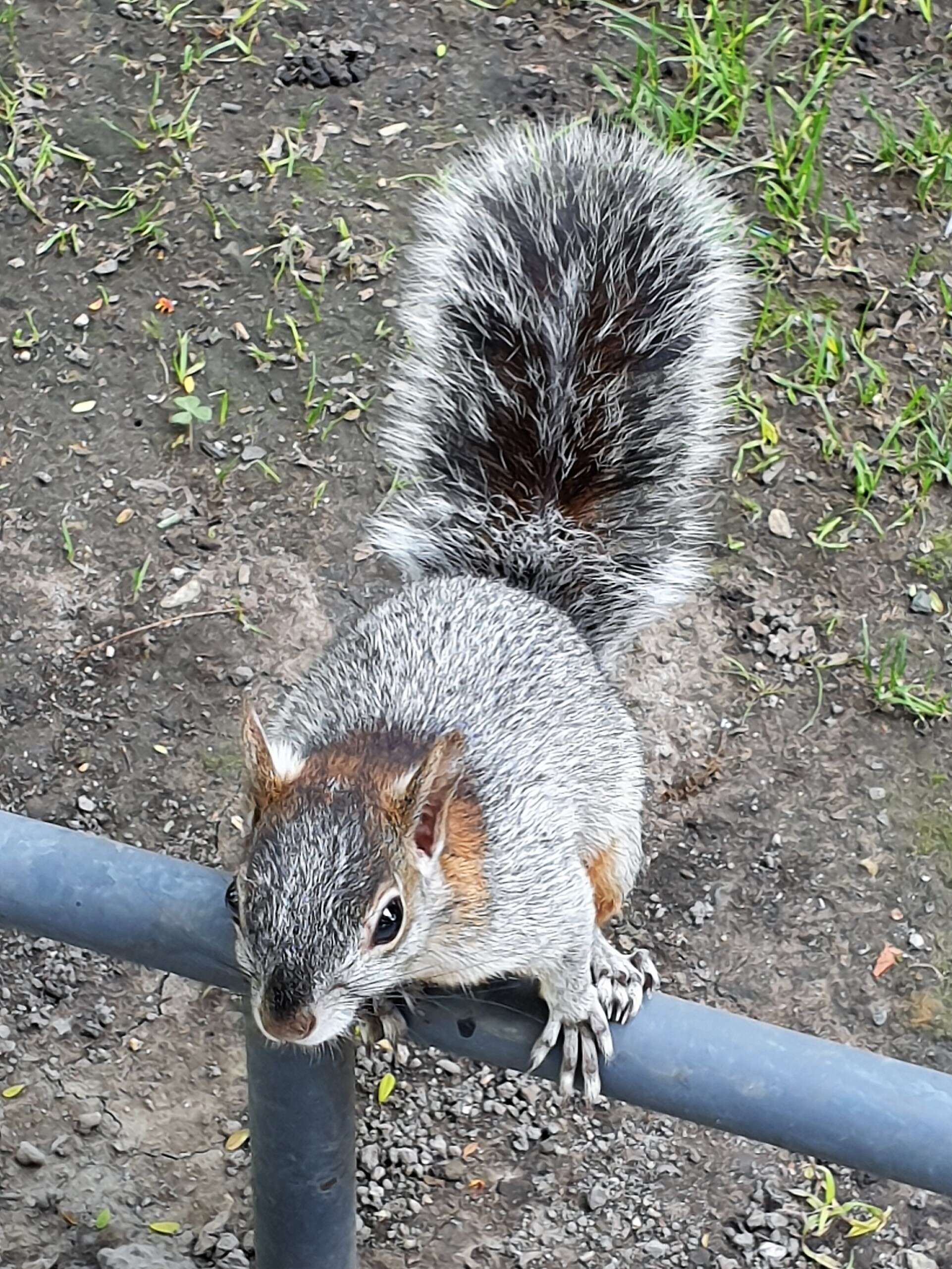 Sciurus aureogaster F. Cuvier 1829的圖片