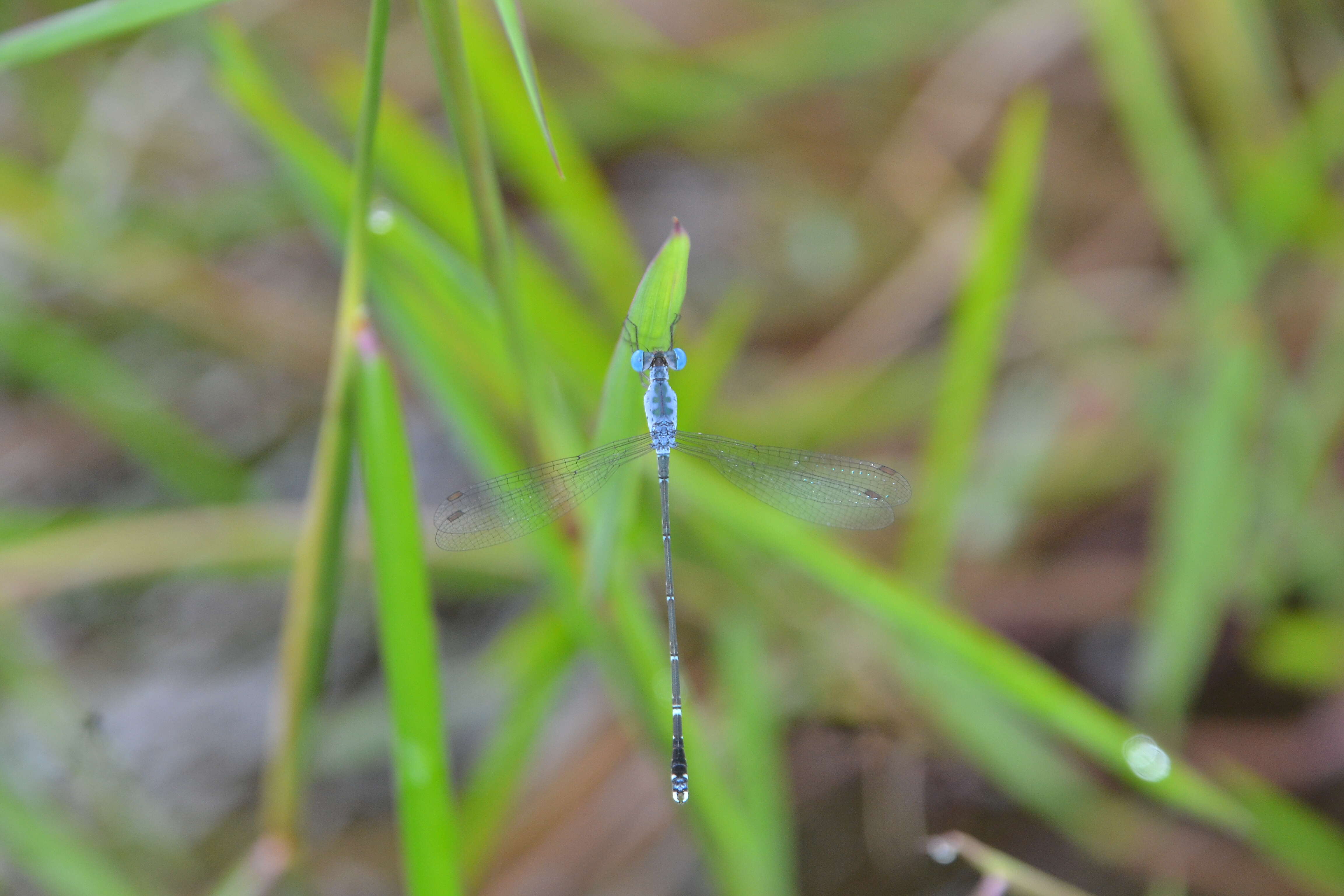 Image de Lestes praemorsus Hagen ex Selys 1862