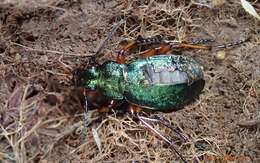 Carabus (Diocarabus) truncaticollis Eschscholtz 1833 resmi