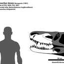 Image of Fasolasuchus