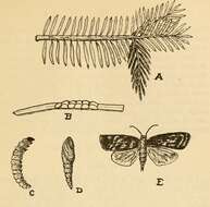 Imagem de Choristoneura fumiferana Clemens 1865