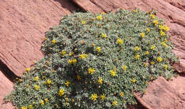 Image of Jones' false goldenaster