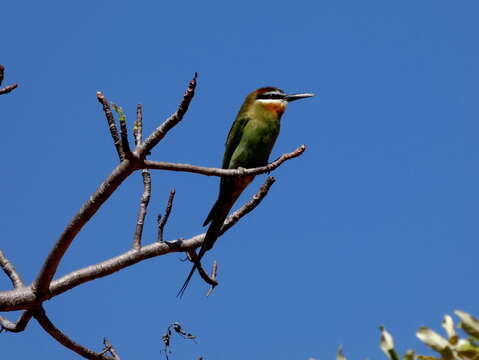 Image of Blue-cheeked Bee-eater