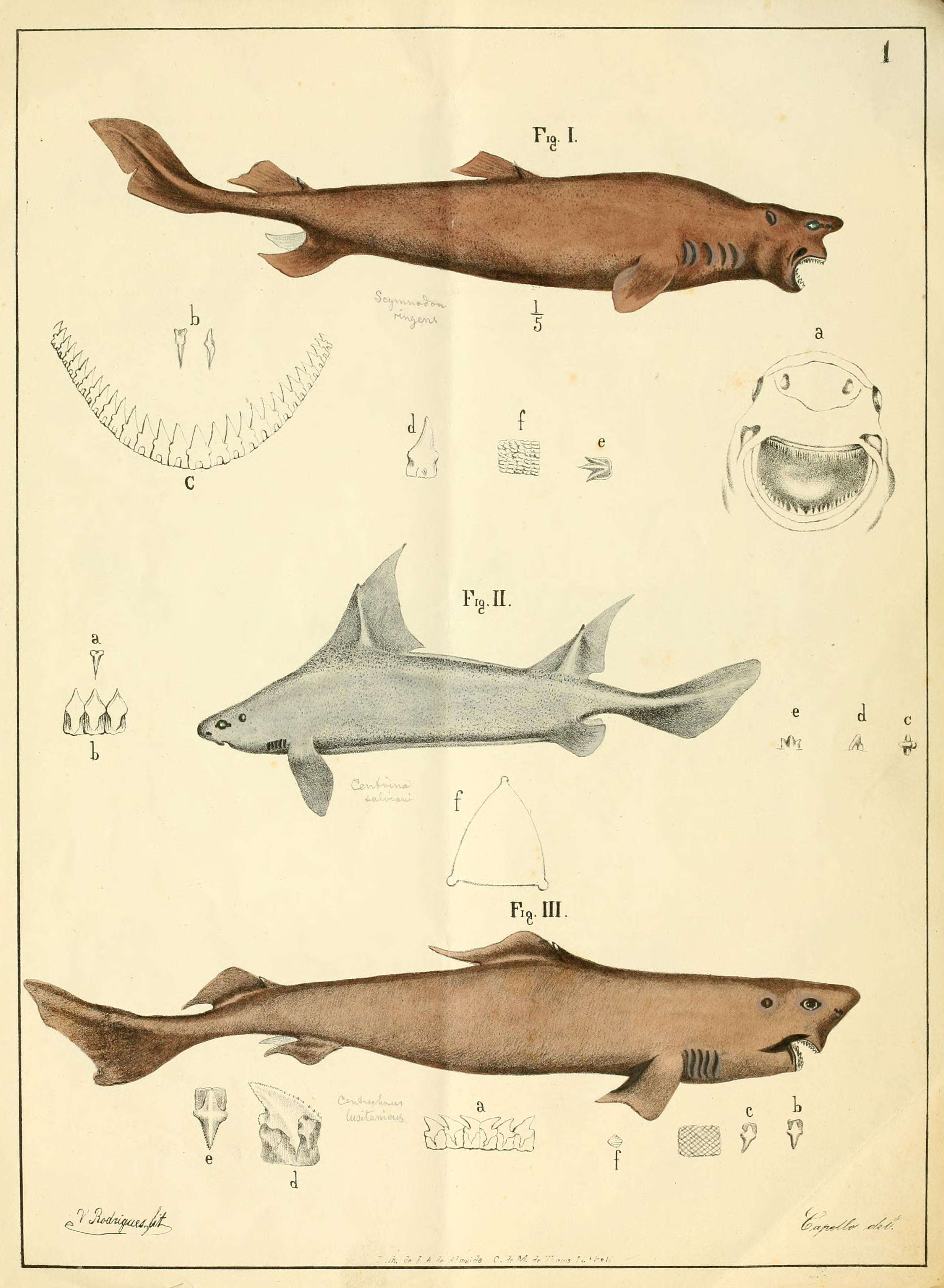 lowfin gulper shark