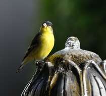 Image of Lesser Goldfinch