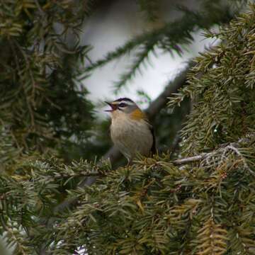 Image of Common Firecrest