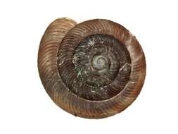 Image of rounded snail