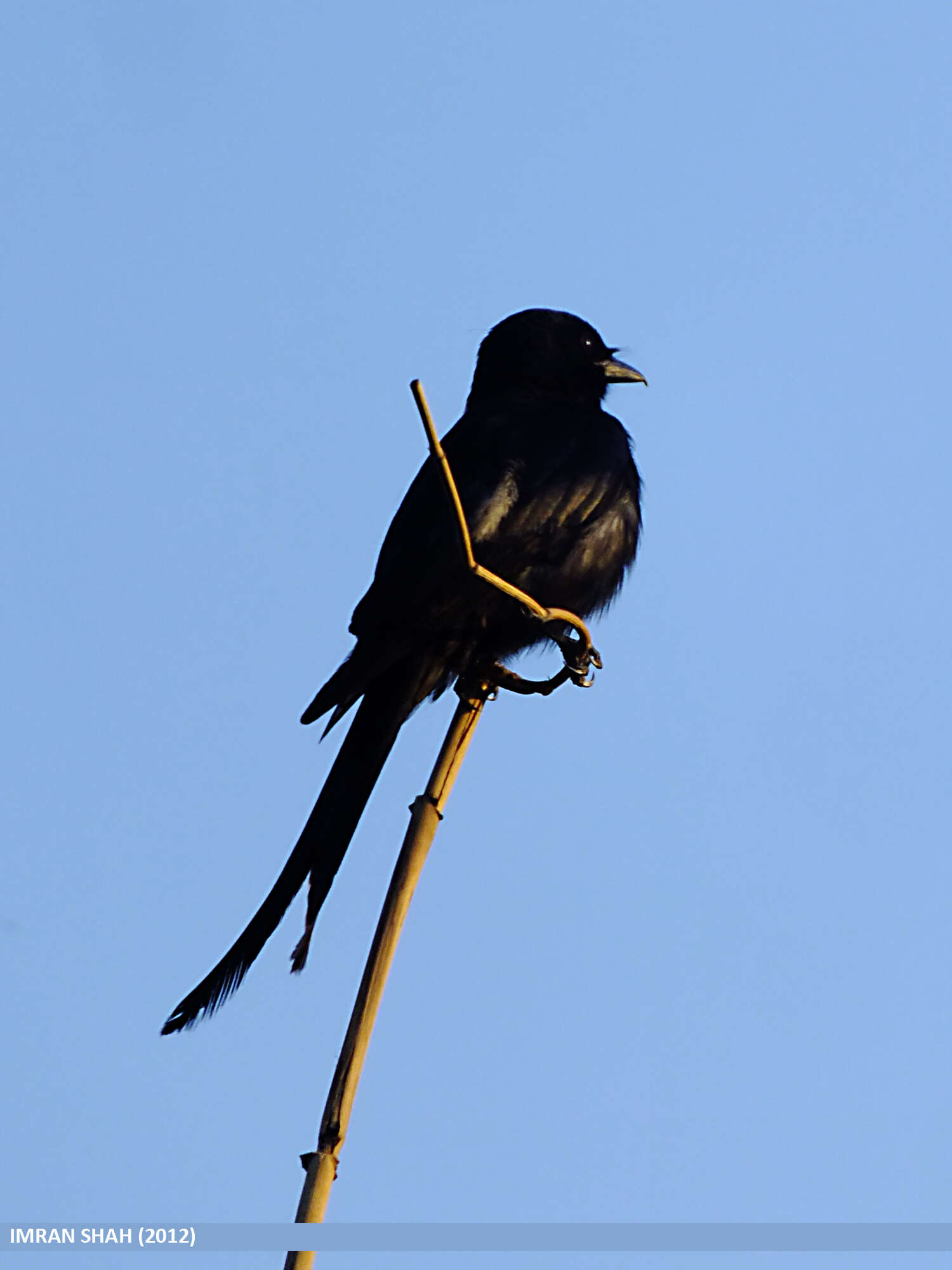 Image of Black Drongo