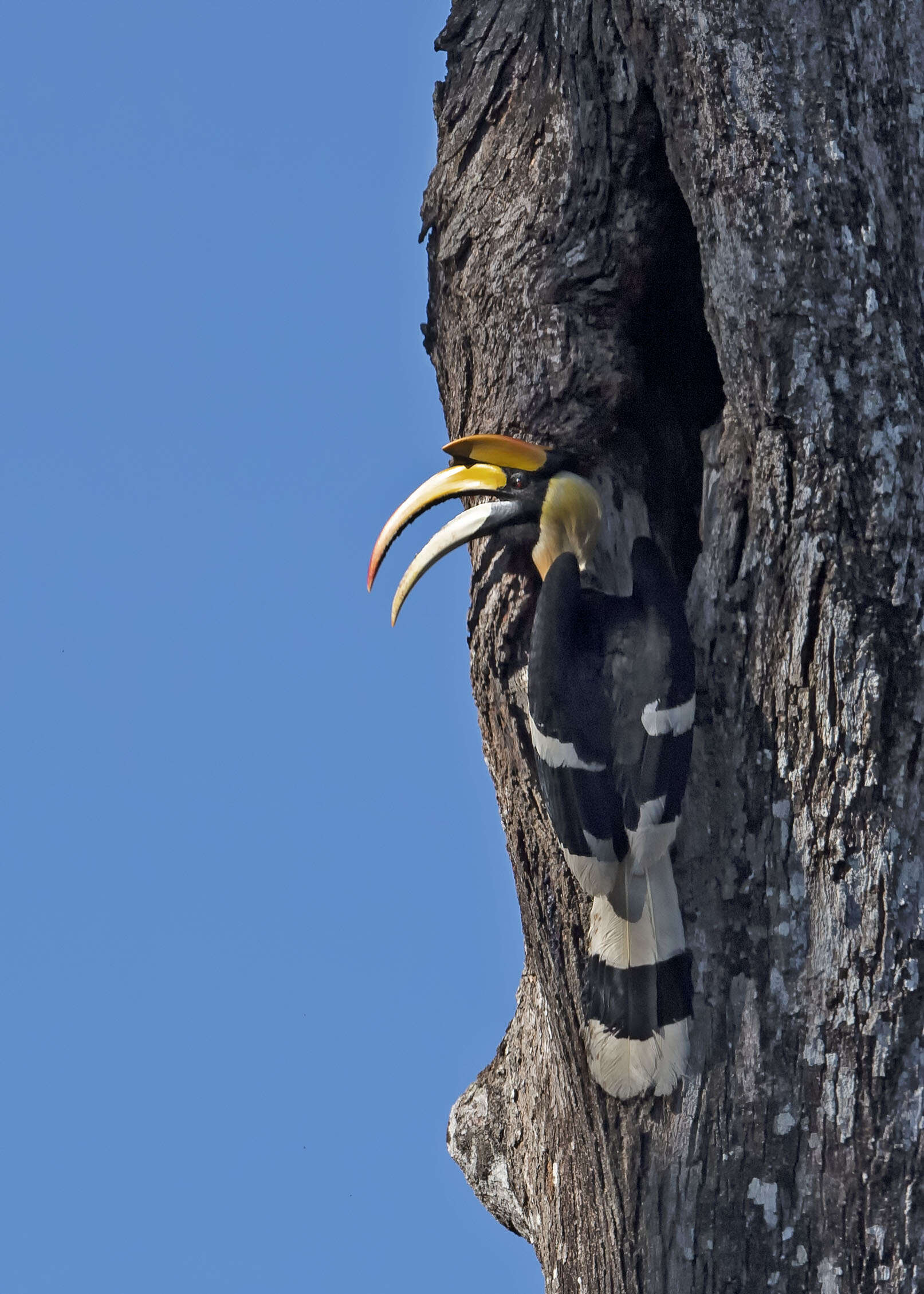 Image of Great Indian Hornbill