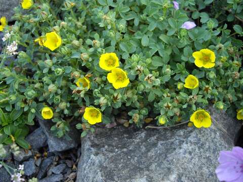 Image of Sibbaldia parviflora Willd.