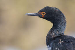 صورة Phalacrocorax magellanicus (Gmelin & JF 1789)