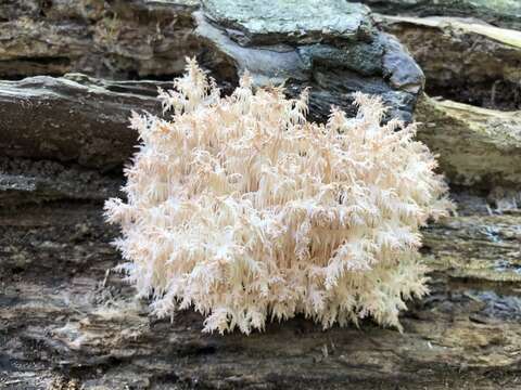 Image of Hericium novae-zealandiae