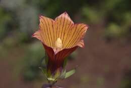 Imagem de Canarina eminii Asch. & Schweinf.