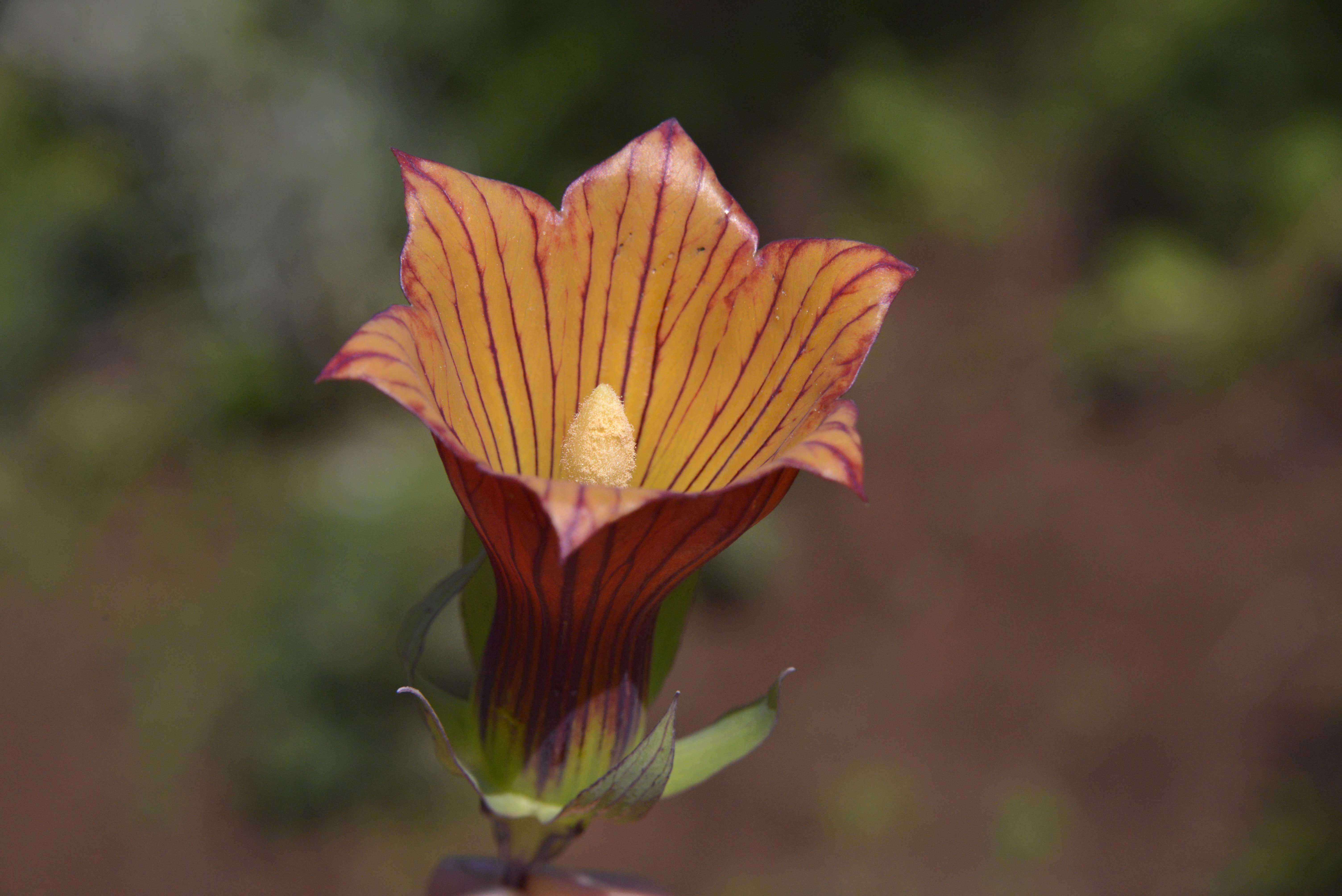 Imagem de Canarina eminii Asch. & Schweinf.