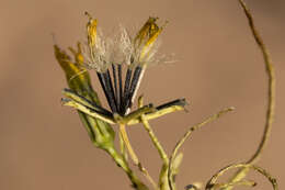 Image of manybristle chinchweed