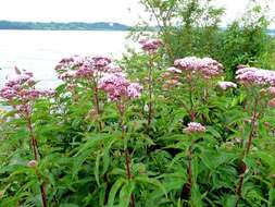 Image of hemp agrimony