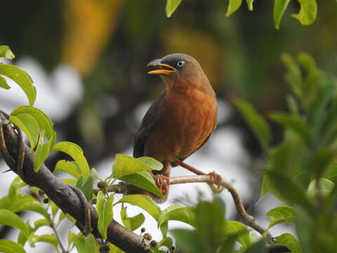 Image of Rufous Babbler