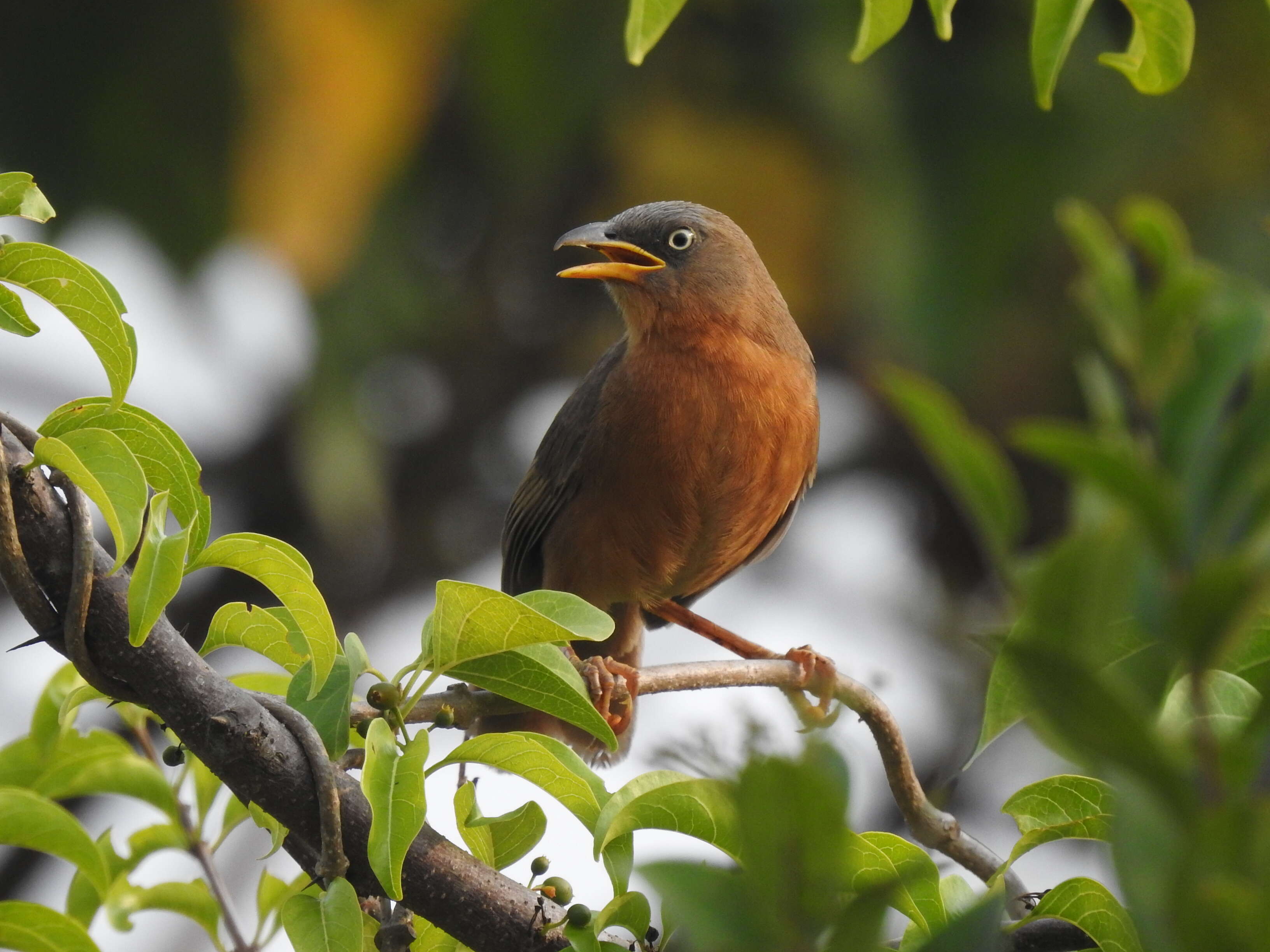 Image of Rufous Babbler